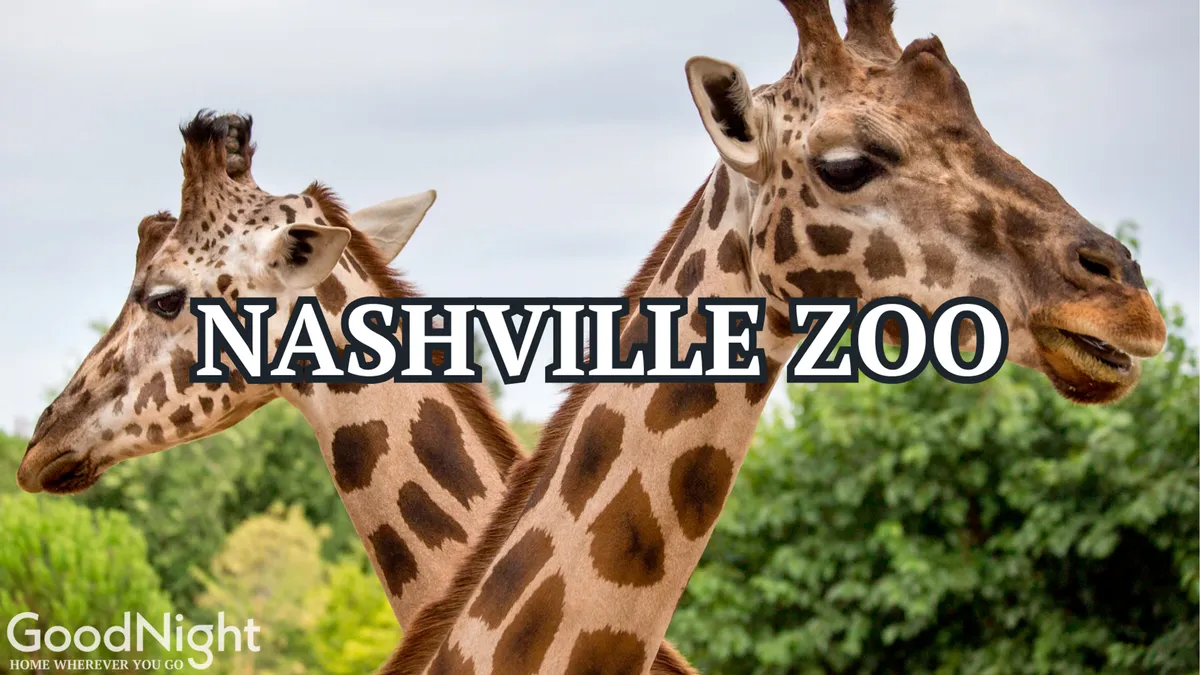 A vibrant exterior shot of giraffes grazing among lush greenery, providing a lively view of the Nashville Zoo's family-friendly environment. The scene captures the excitement of animal observation and the joy of a day spent outdoors.